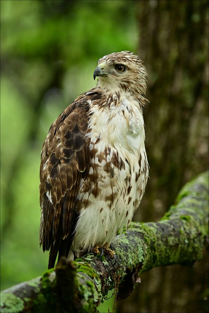 Juvenile Red-teiled Hawk