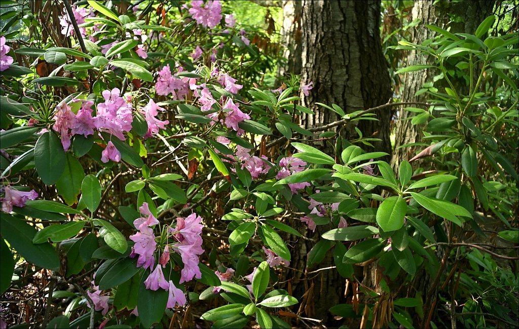 Rhododendron