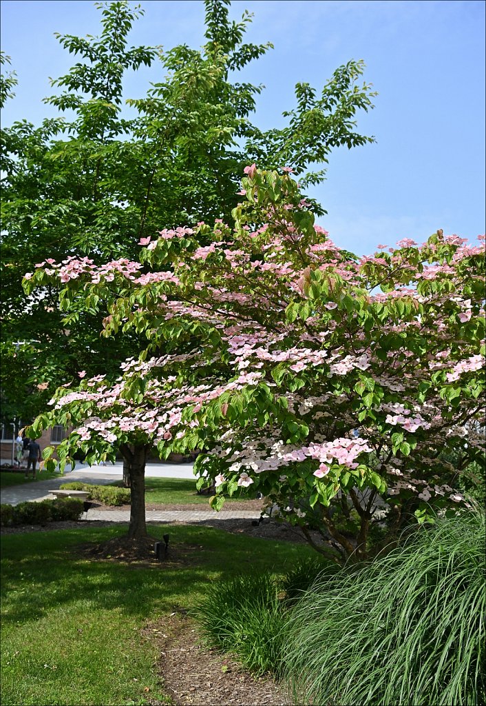 Japanese Dogwood