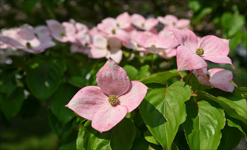 Japanese Dogwood