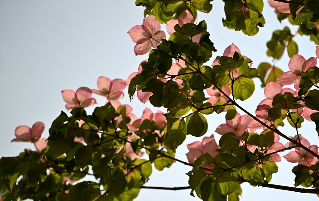 Japanese Dogwood