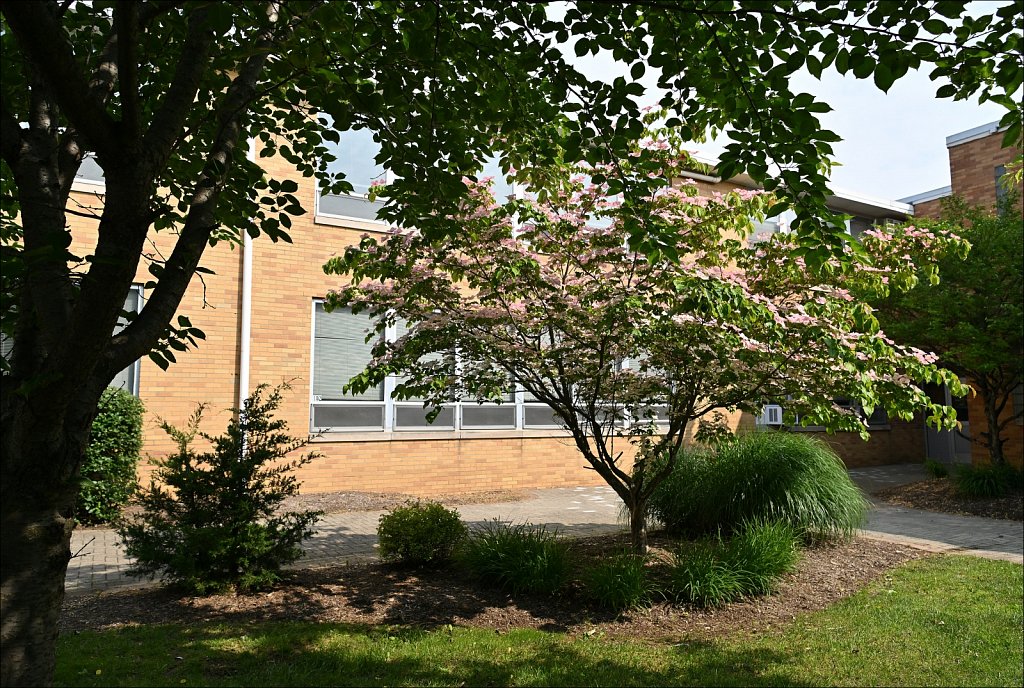 Japanese Dogwood