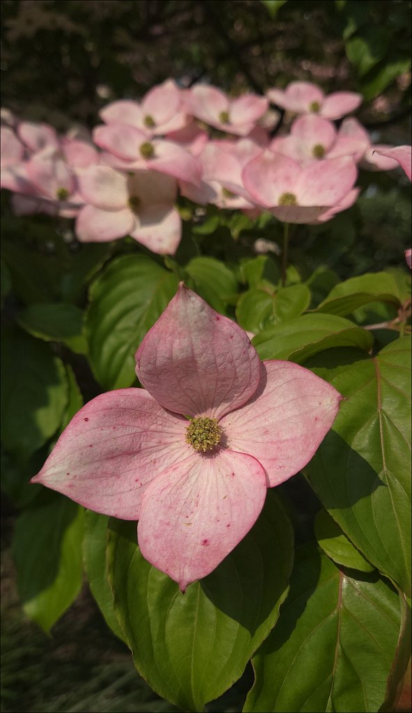 Japanese Dogwood 