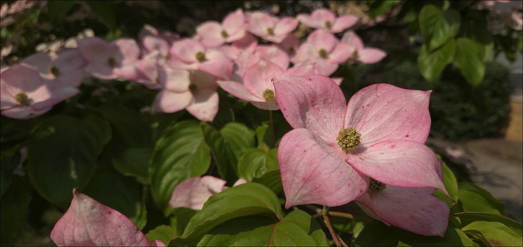 Japanese Dogwood 