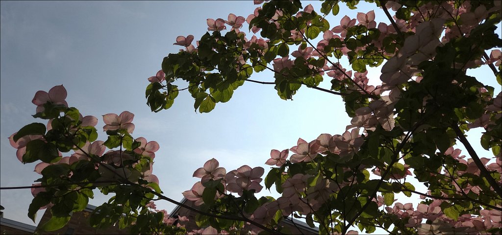 Japanese Dogwood 
