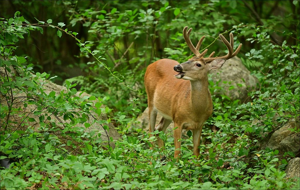 Whitetail Deer