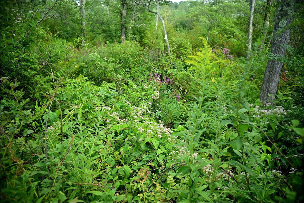 Columbia Trail