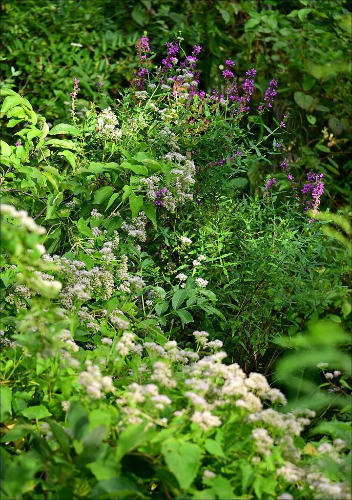 Columbia Trail
