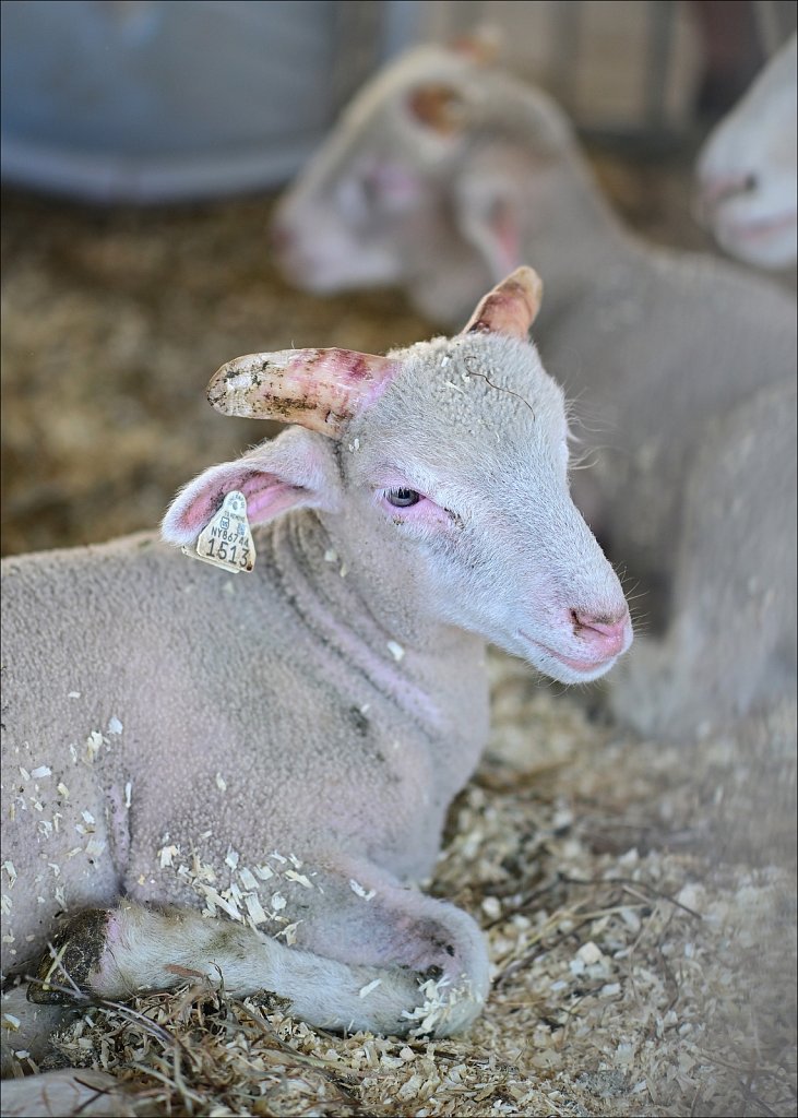 2025 Delaware County Fair