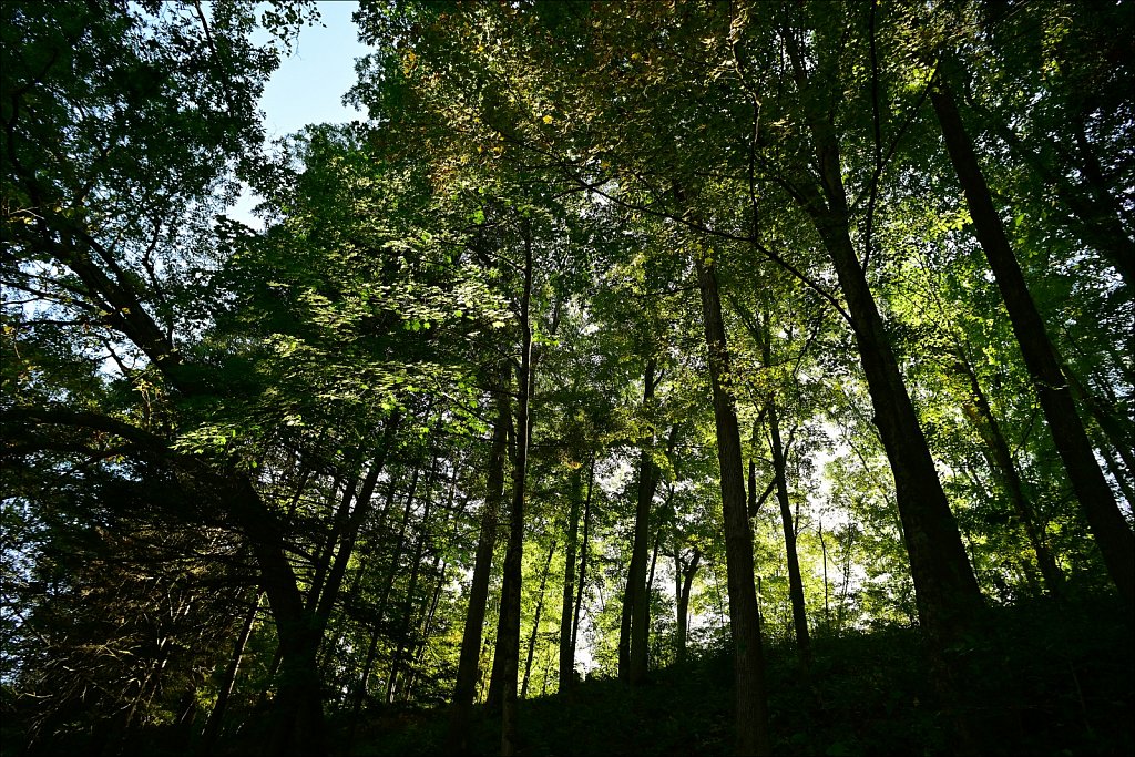 Stephen State Park