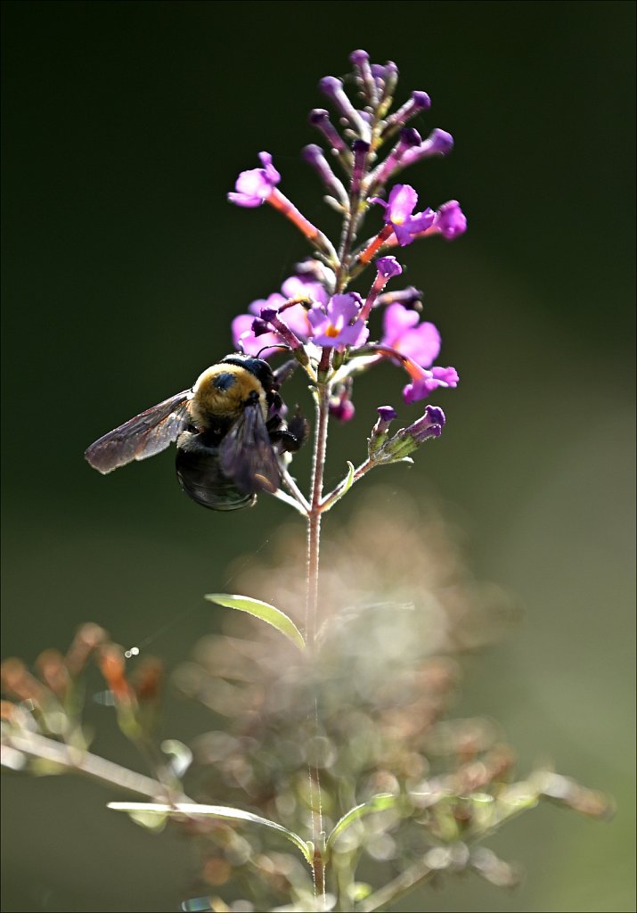 Laurelwood Arboretum 