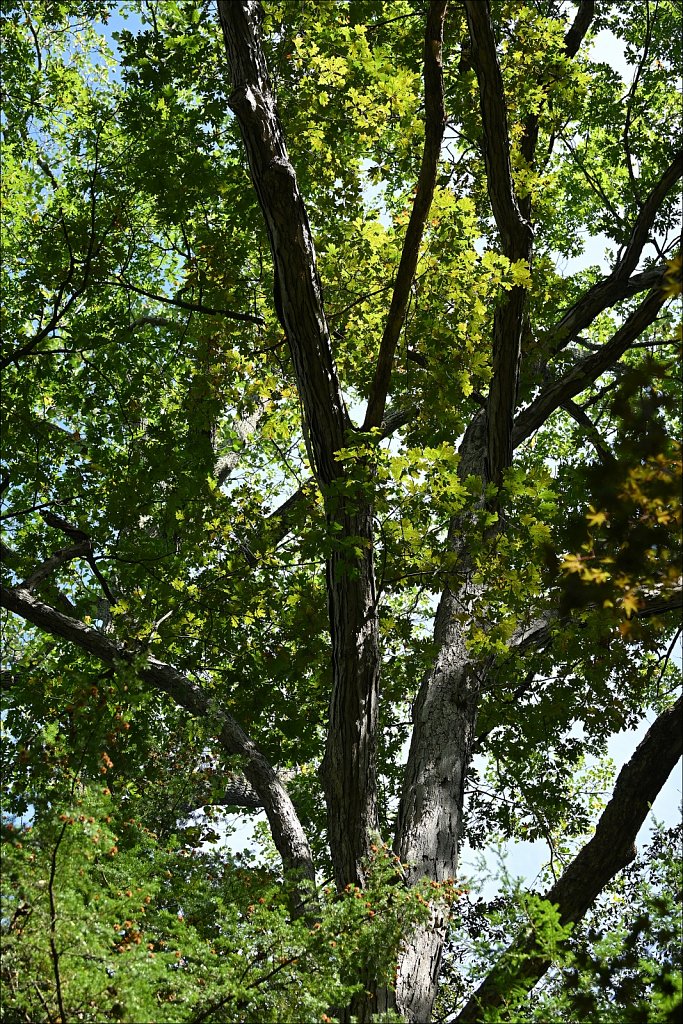 Laurelwood Arboretum 