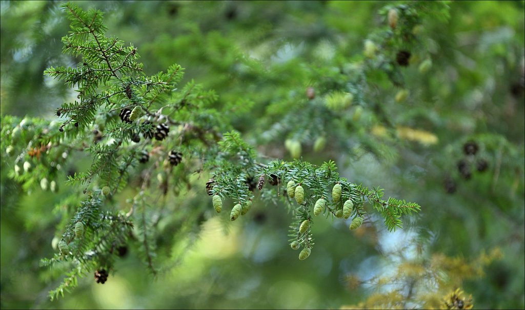 Laurelwood Arboretum 