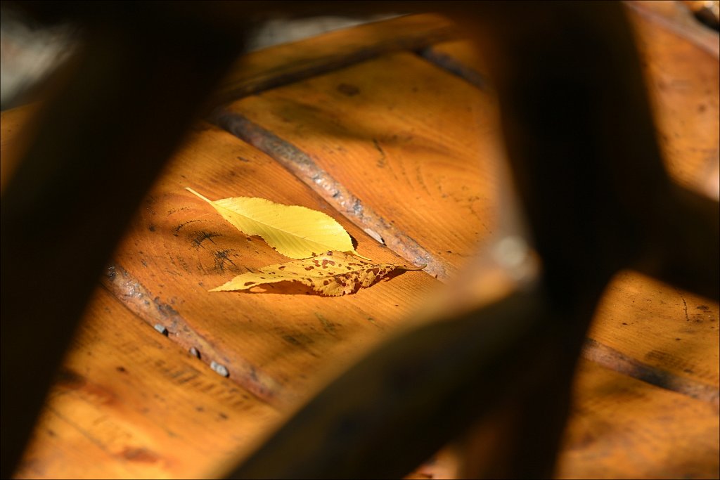 Laurelwood Arboretum 