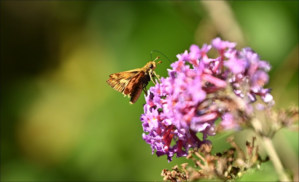 Laurelwood Arboretum 