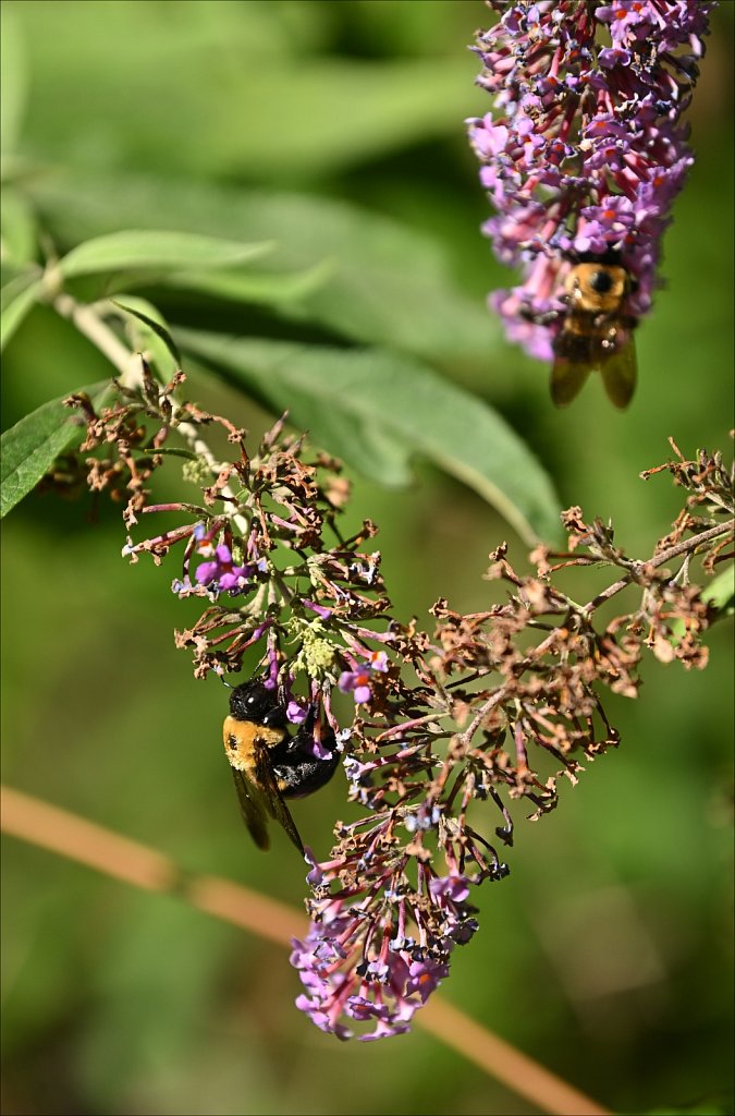 Laurelwood Arboretum 