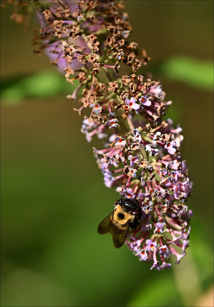 Laurelwood Arboretum 