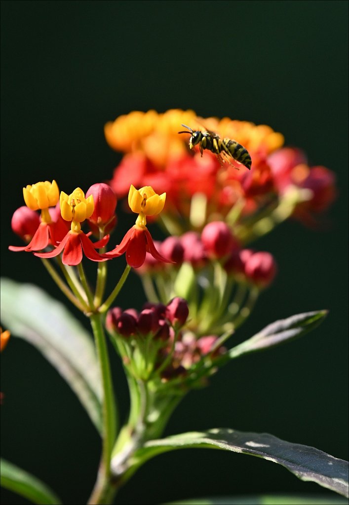 Laurelwood Arboretum 