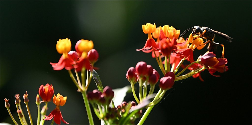 Laurelwood Arboretum 