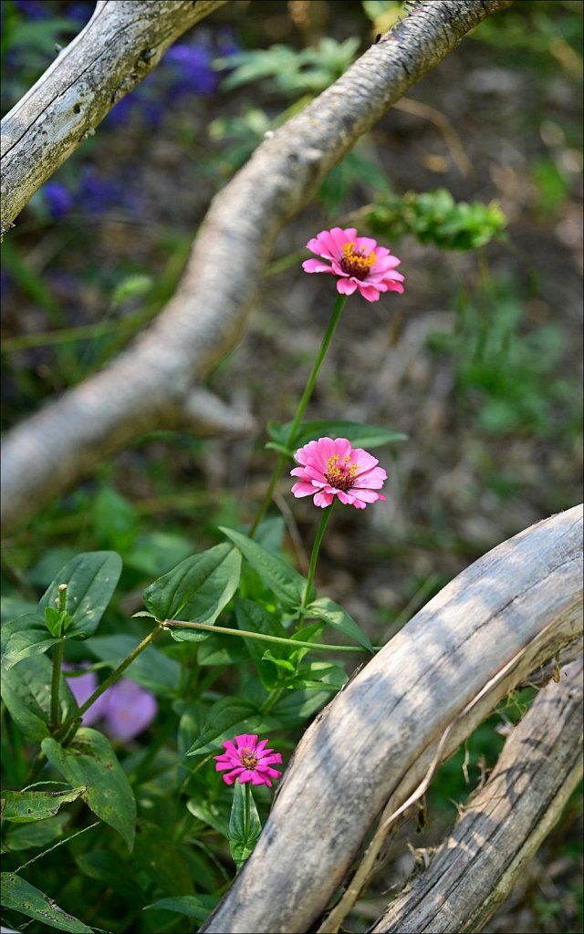 Laurelwood Arboretum 