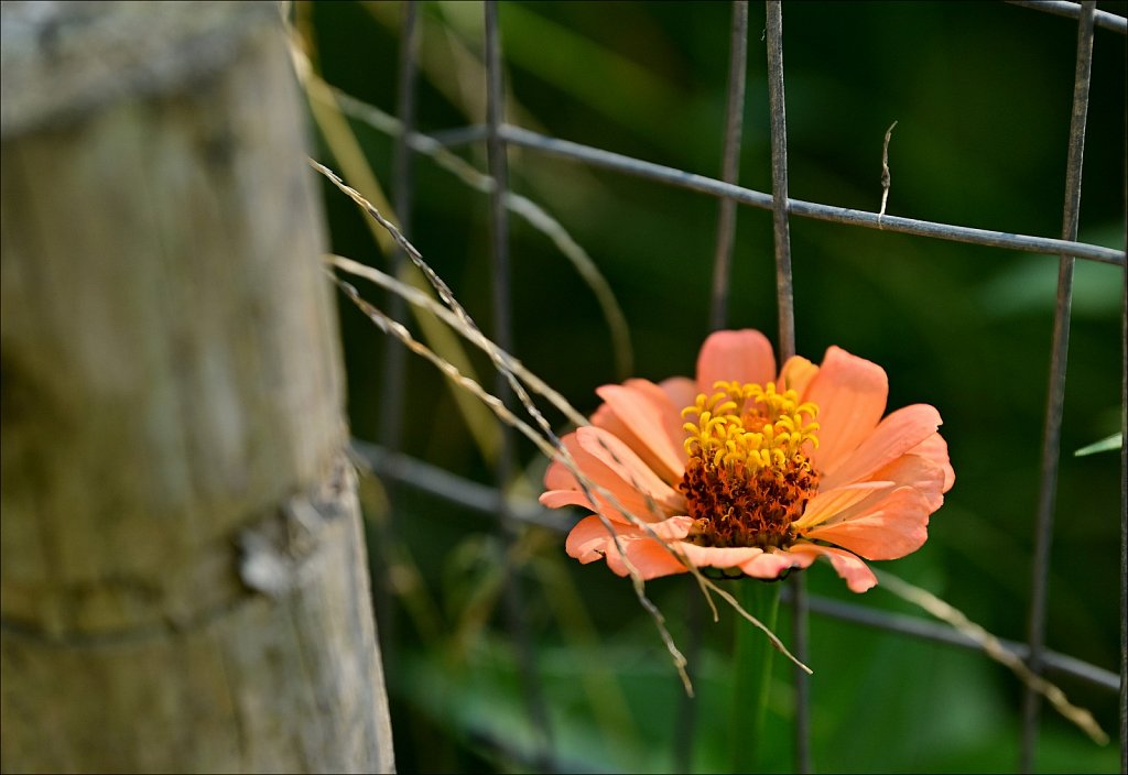 Laurelwood Arboretum 