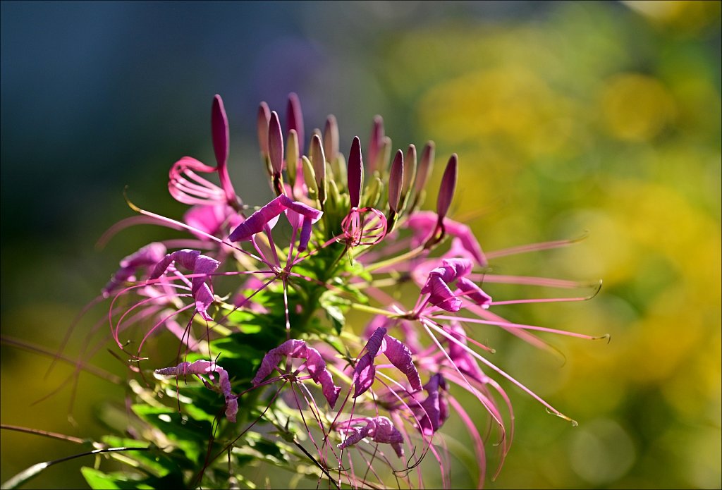 Laurelwood Arboretum 