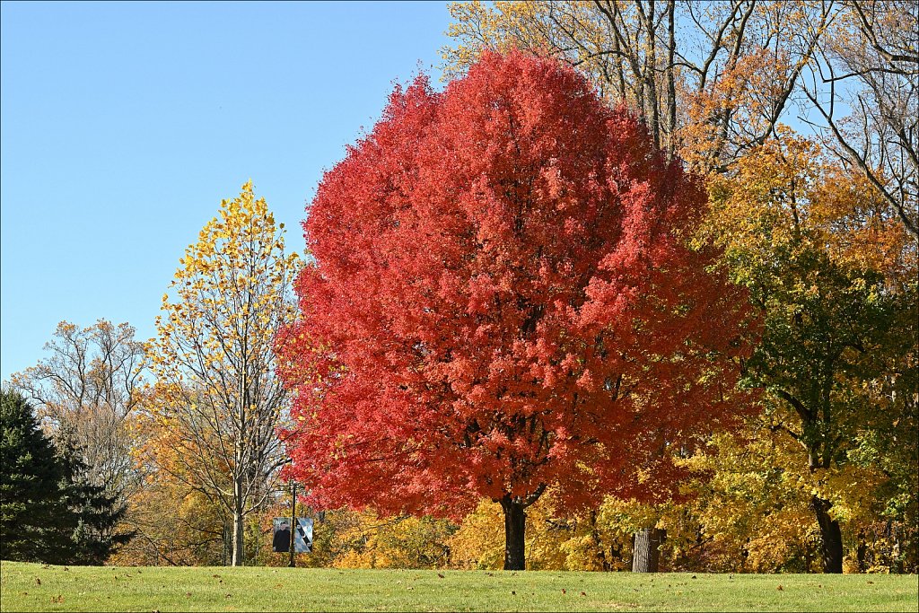 Trees at Delbarton