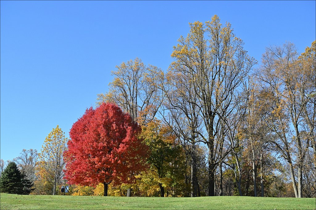 Trees at Delbarton